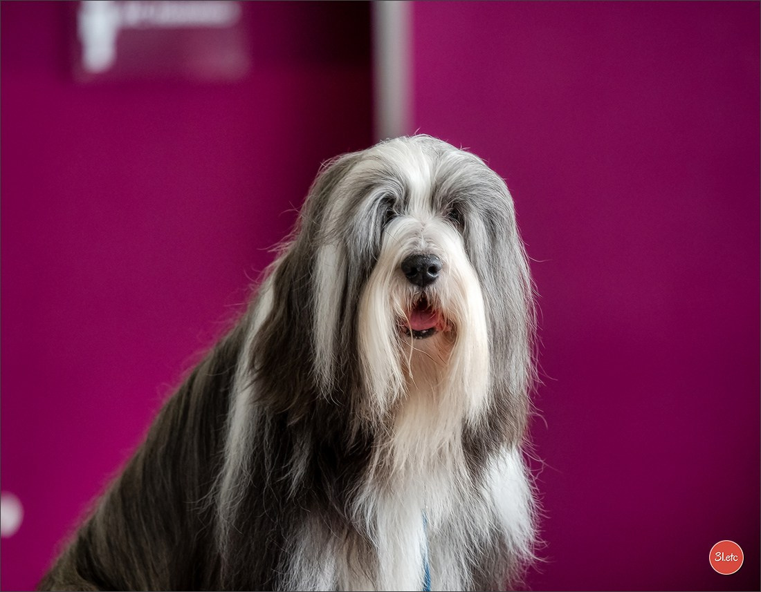 Photographie animalière. Photographe à Strasbourg | Portraits, Studio, Enfants, Événements