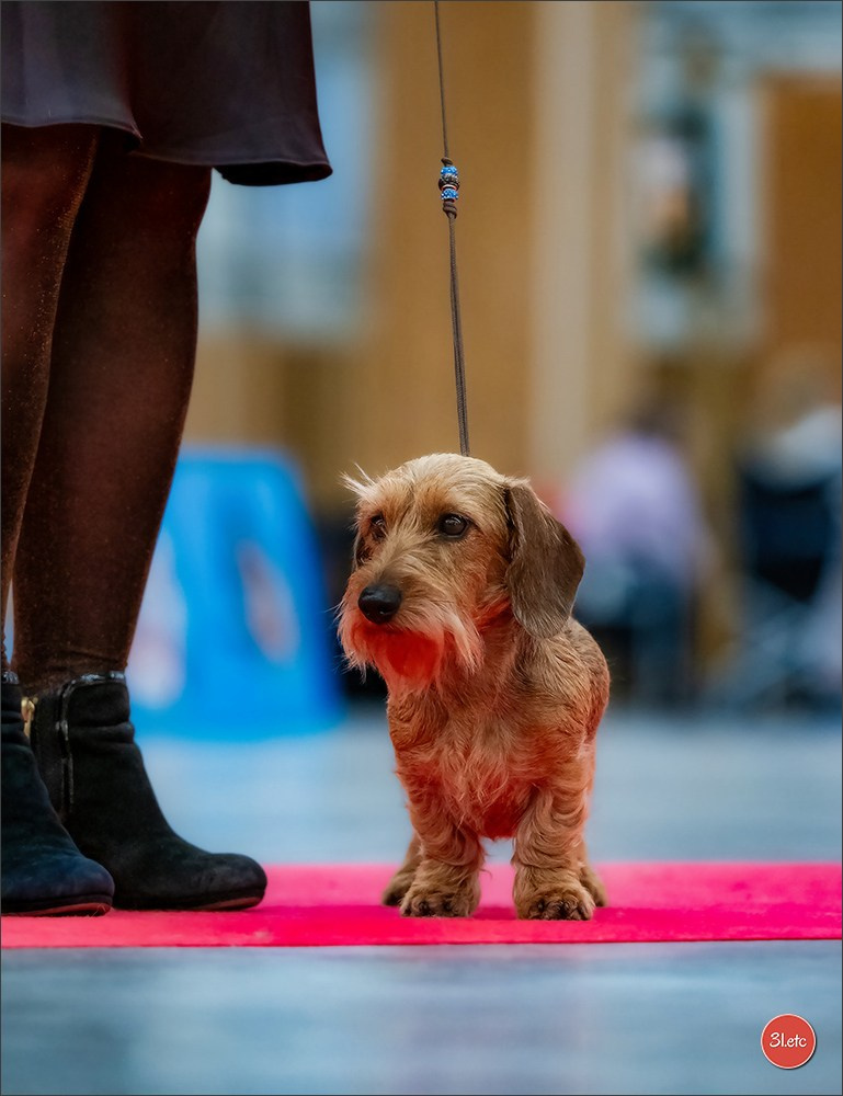 PDS  🇫🇷  Paris Dog Show  🇫🇷  Expo canine  10-11/01/2026. Photographe à Strasbourg | Portraits, Studio, Enfants, Événements
