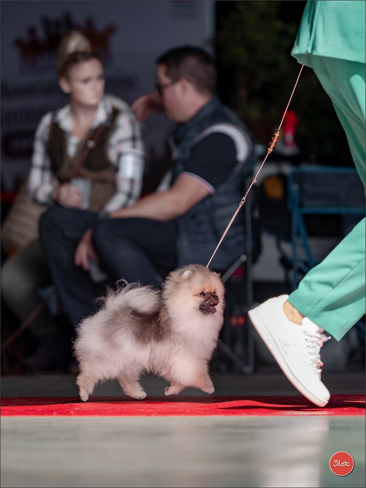 Expo canine 🇫🇷 MARGNY LES COMPIEGNE 06-07/09/2025. Photographe à Strasbourg | Portraits, Studio, Enfants, Événements