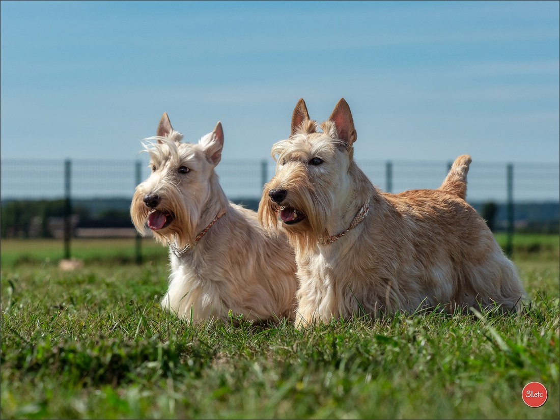 Expo canine 🇫🇷 MARGNY LES COMPIEGNE 06-07/09/2025. Photographe à Strasbourg | Portraits, Studio, Enfants, Événements
