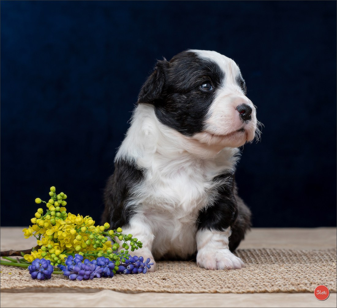 Photographie animalière. Photographe à Strasbourg | Portraits, Studio, Enfants, Événements