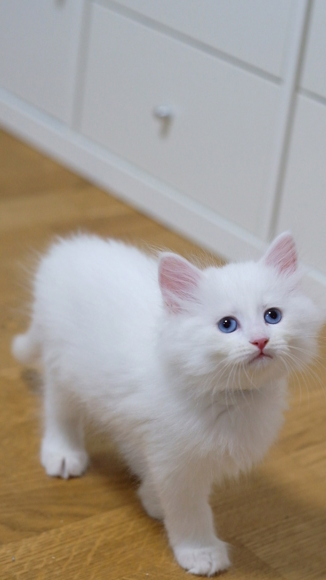 N-Alcor. SIBERIALIS: Katzenzucht von Sibirischen und Neva Masquarade Katzen