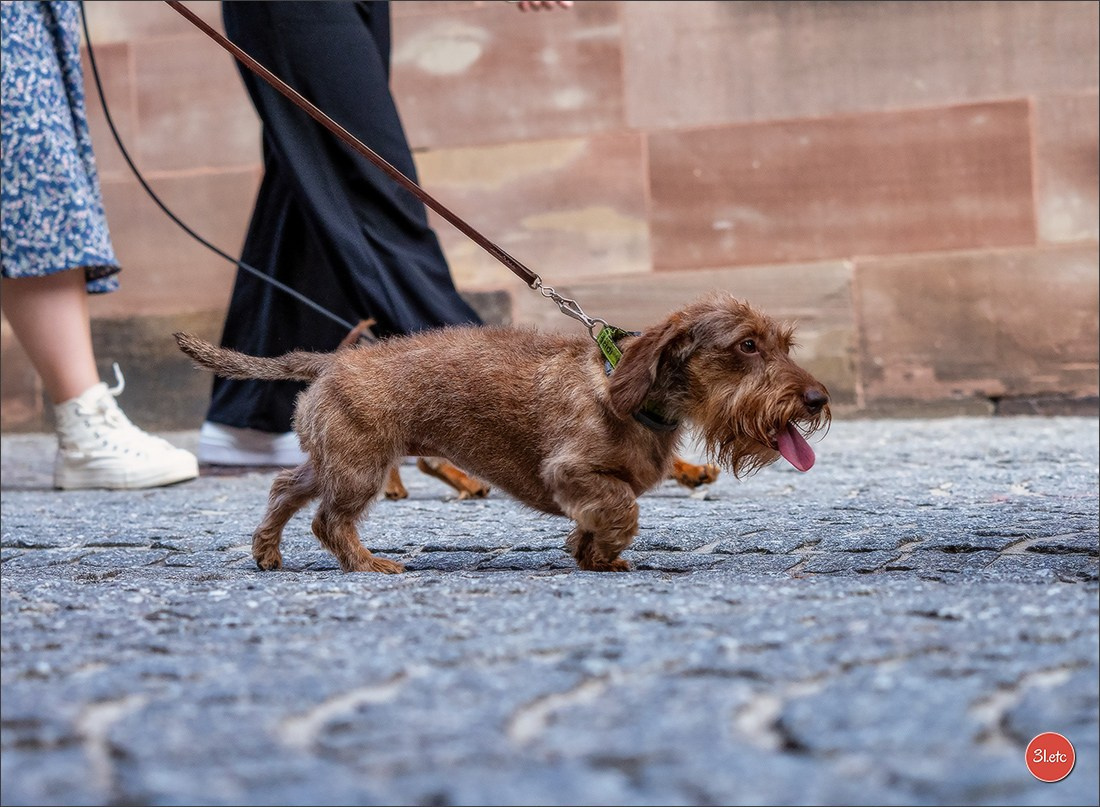 Teckels Parade Strasbourgeoise  Vous pouvez voir le galerie de photos. Photographe à Strasbourg | Portraits, Studio, Enfants, Événements