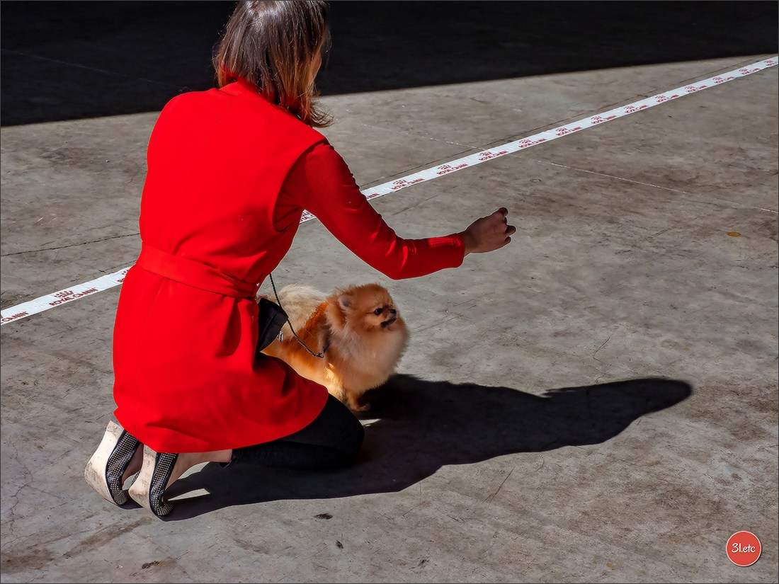 Expo canine 🇫🇷 MARGNY LES COMPIEGNE 06-07/09/2025. Photographe à Strasbourg | Portraits, Studio, Enfants, Événements