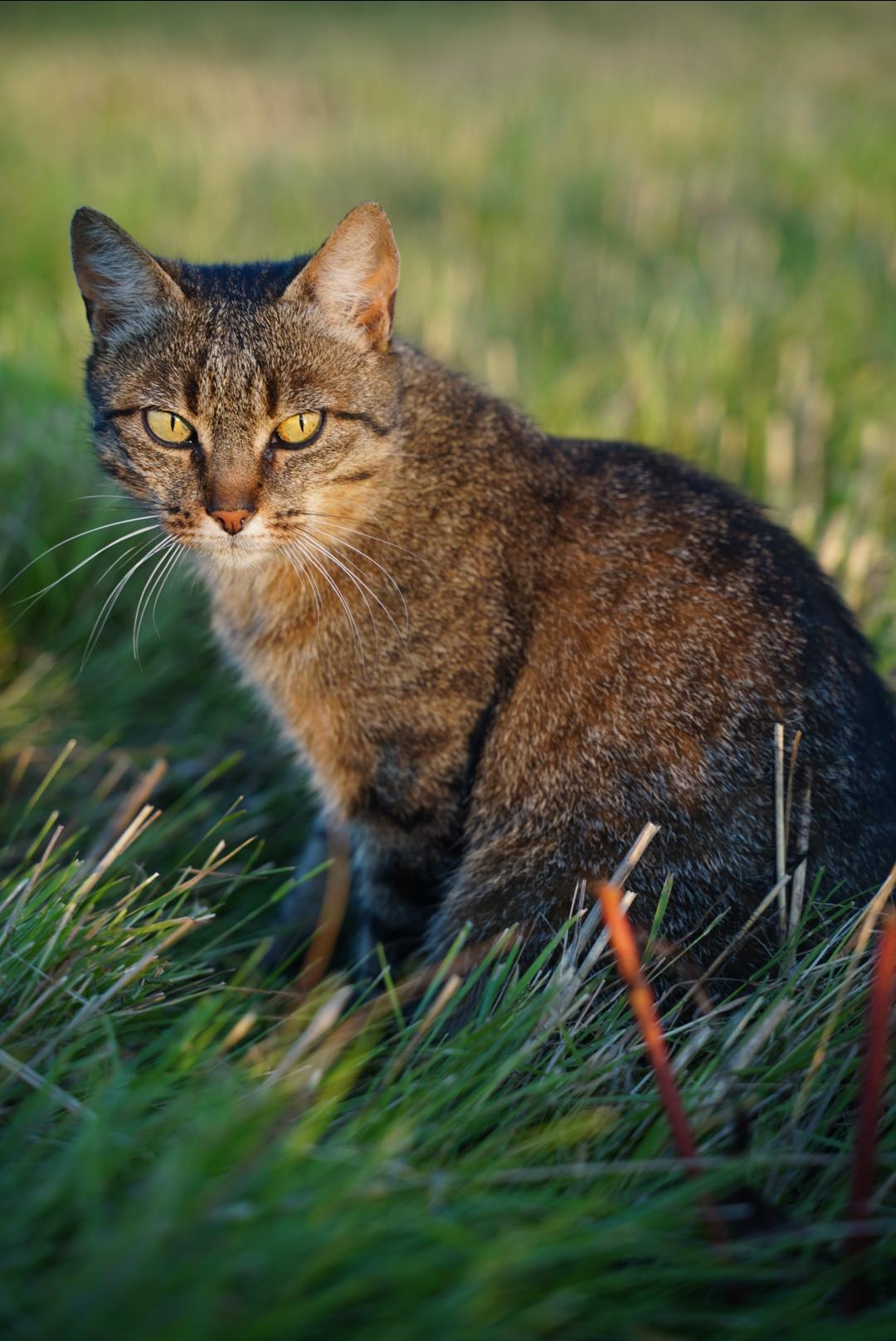 Summer. Nina Janeckova Fotografin und Videografin am Bodensee