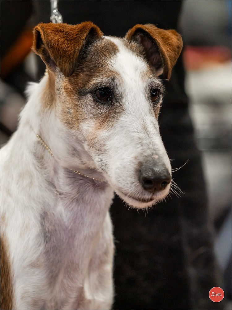 Expo canine  🇫🇷  Angers  22-23/03/2025. Photographe à Strasbourg | Portraits, Studio, Enfants, Événements