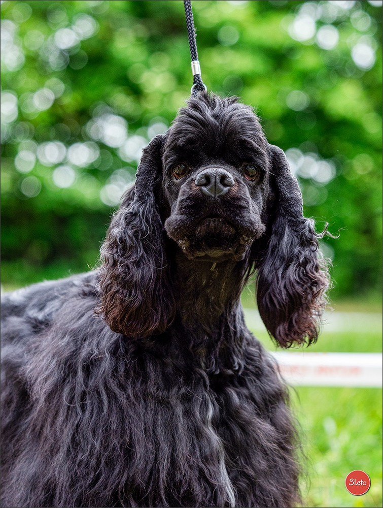 Expo canine Nancy  🇫🇷  25/05/2025. Photographe à Strasbourg | Portraits, Studio, Enfants, Événements