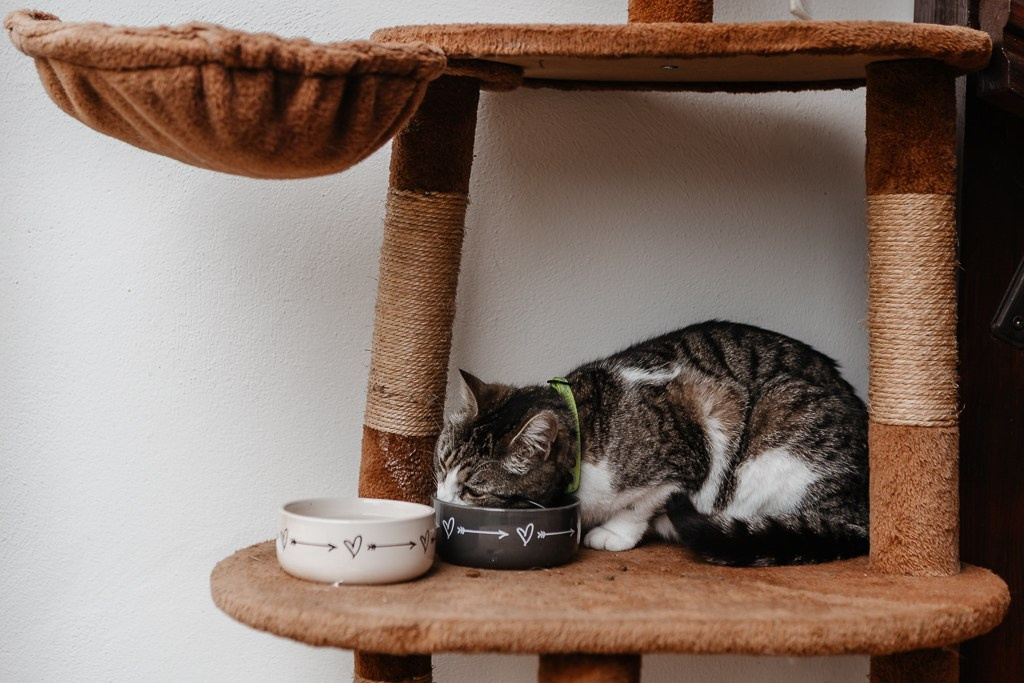 Ani frumoși. Fotograf Profesionist Piatra Neamț, Roman, Târgu Neamț, Bicaz, Neamț | Studio, Nuntă, Botez, Eveniment | FotoACTIV