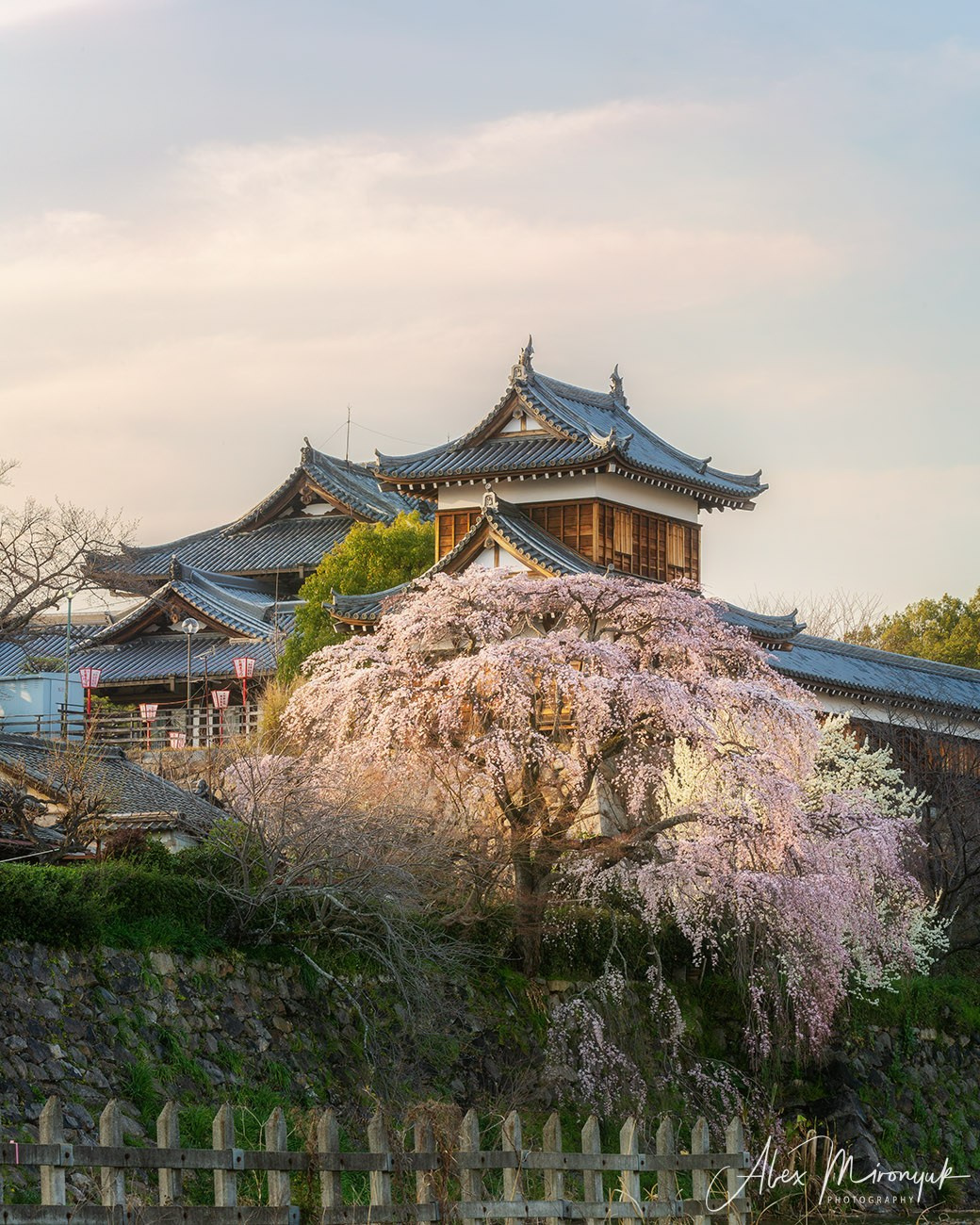 Hanami Season in Japan. Pet, Senior, Landscape, portrait studio, photographer in Miami and Sou