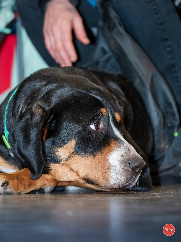 🇫🇷Exposition Canine Internationale de Perpignan. Photographe à Strasbourg | Portraits, Studio, Enfants, Événements