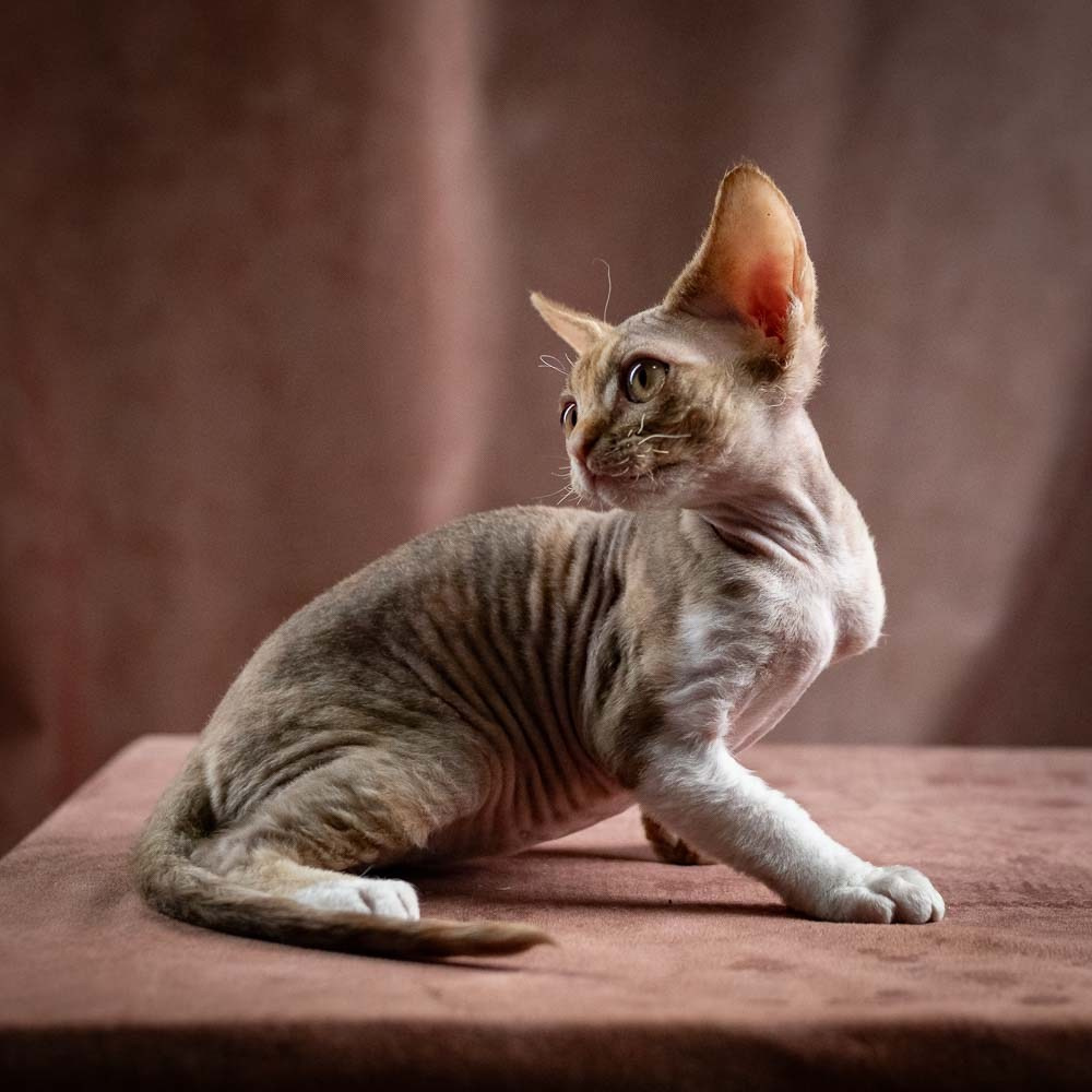 Ophelia, girl, born 02.08.26. Devon Rex Pixie Cattery