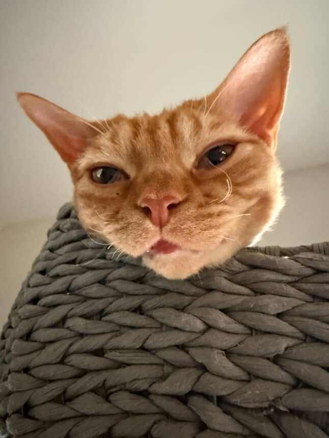 Dorito, boy, born on 06.06.24 SOLD. Devon Rex Pixie Cattery