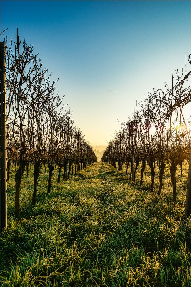Foggy sunset. Photographe à Strasbourg | Portraits, Studio, Enfants, Événements