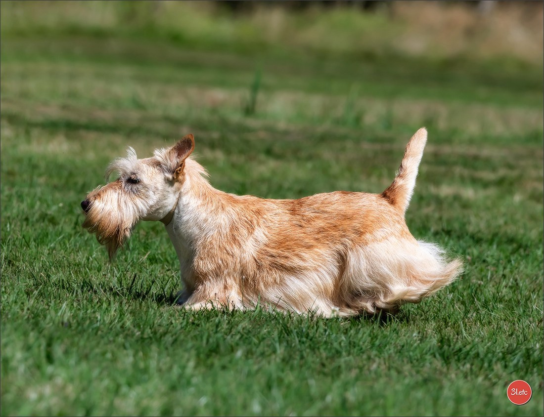 🇫🇷 Romorantin - Exposition Canine Nationale. Photographe à Strasbourg | Portraits, Studio, Enfants, Événements