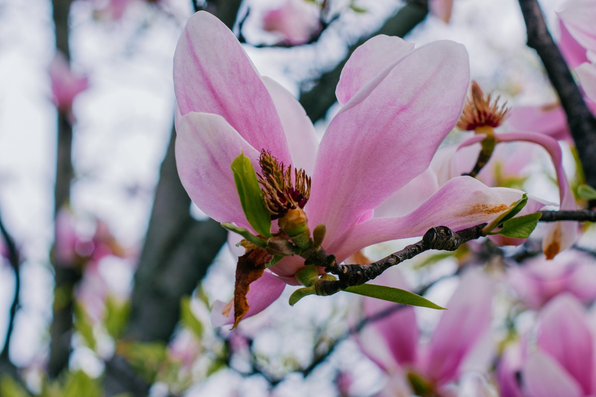 Magnolia. Anastasiia Buchinskaia Fotografa Milano