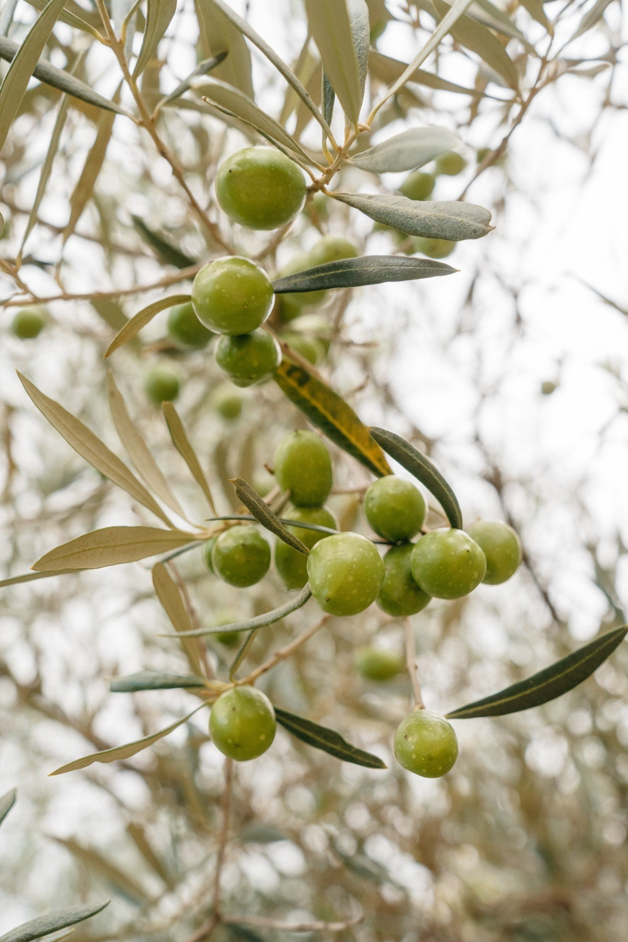 Provence & Promises. Свадебный и семейный фотограф Алексей Попов. Штутгарт, Германия