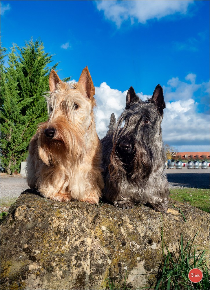 Expo canine  🇫🇷  Metz 08-09/11/2025. Photographe à Strasbourg | Portraits, Studio, Enfants, Événements