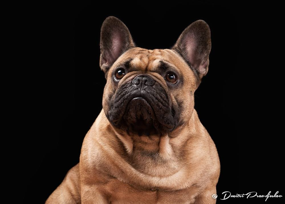 LEMMIKLOOMADE PILDISTAMINE