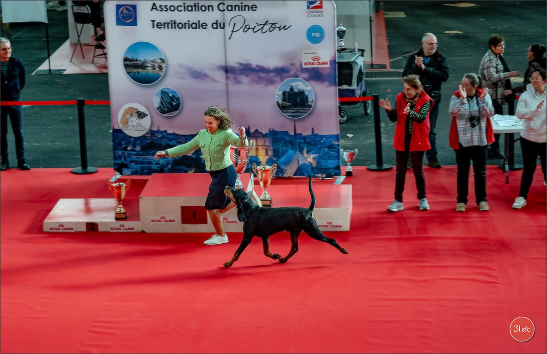 Expo canine 🇫🇷 Poitiers 18-19/10/2025. Photographe à Strasbourg | Portraits, Studio, Enfants, Événements