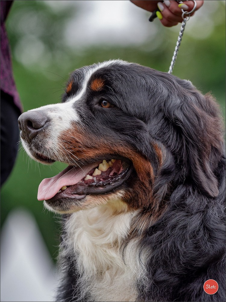 Championnat de France du chien de race  🇫🇷  DIJON (château de Brognon) 7-8/06/2025. Photographe à Strasbourg | Portraits, Studio, Enfants, Événements