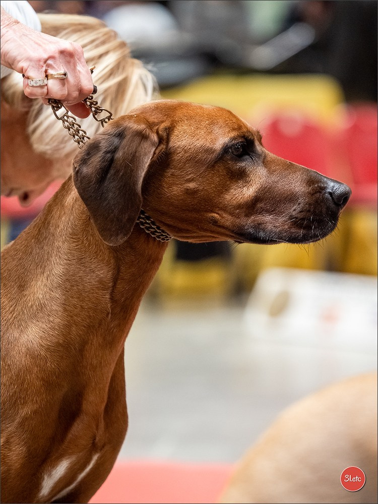 Expo canine 🇫🇷 Martigues  19-20/04/2025. Photographe à Strasbourg | Portraits, Studio, Enfants, Événements