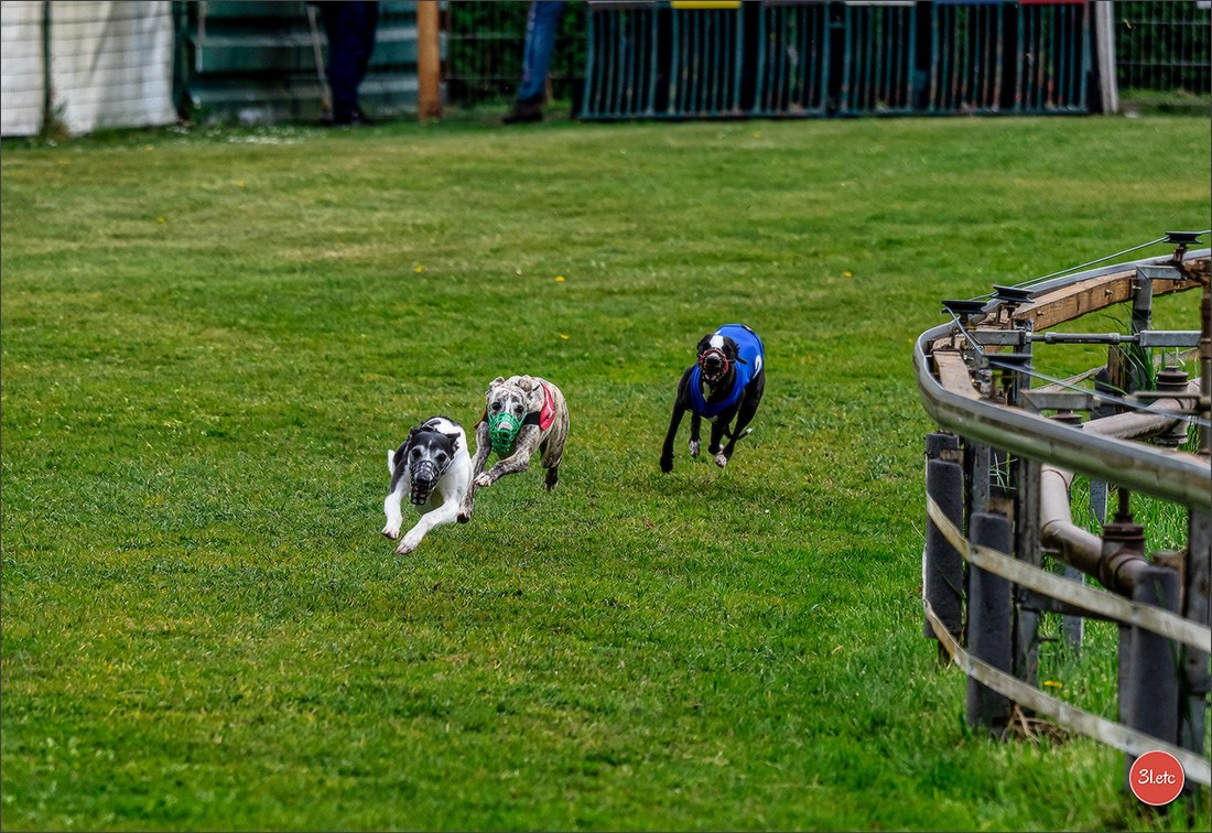 Der Windhund-Rennverein Kurpfalz e.V. (WRV-Kurpfalz) ist ein Windhundverein mit einer wunderschönen Anlage inklusive einer modernen Rasen-Re. Photographe à Strasbourg | Portraits, Studio, Enfants, Événements