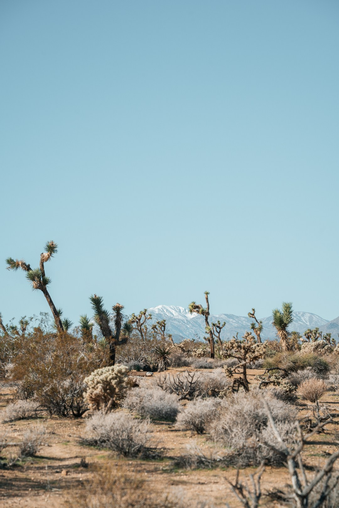 Joshua Tree Wedding 2026. Wedding Photographer in Los Angeles