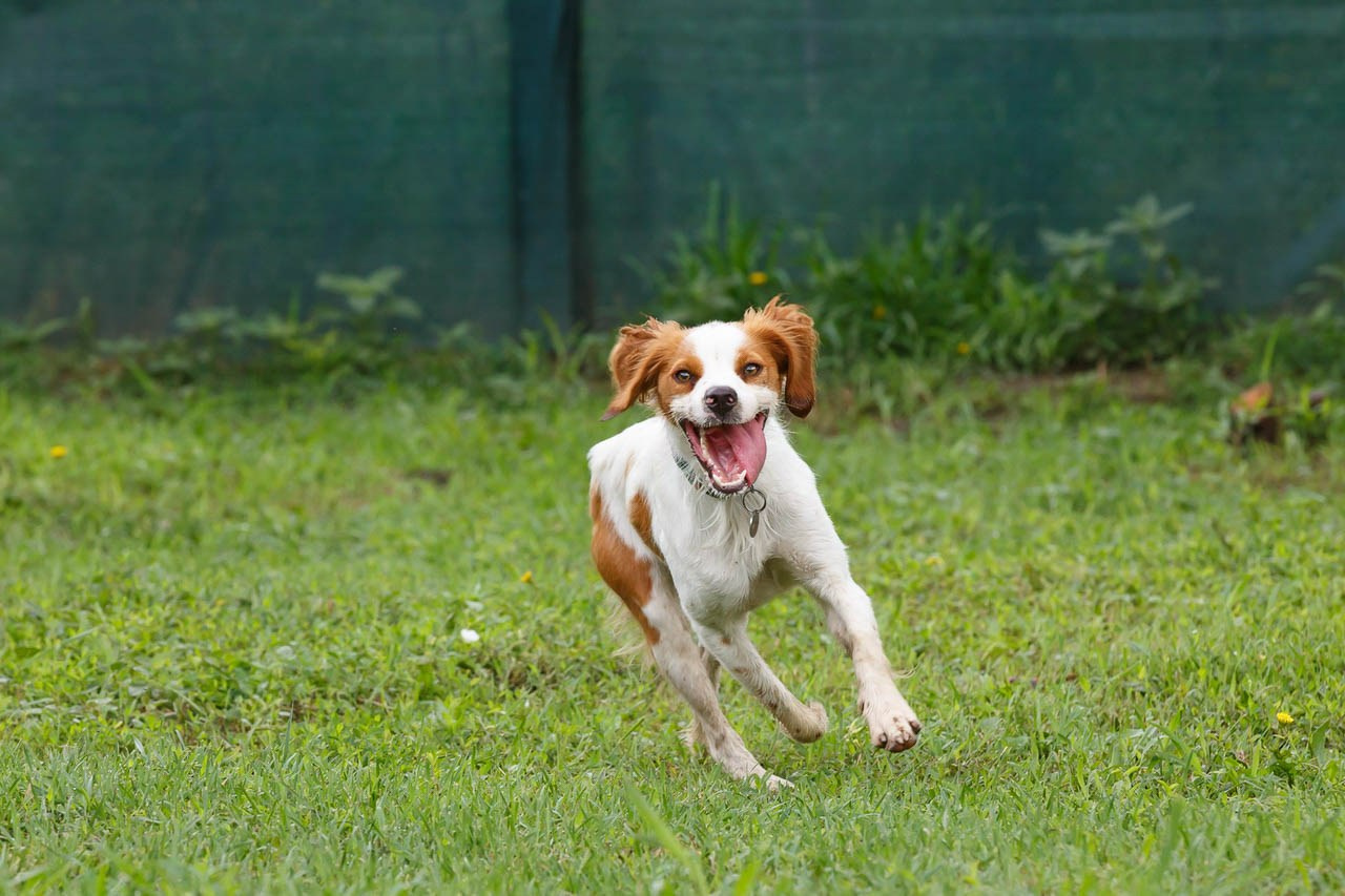 Lovački pas u pokretu – radost trčanja po zelenom travnjaku