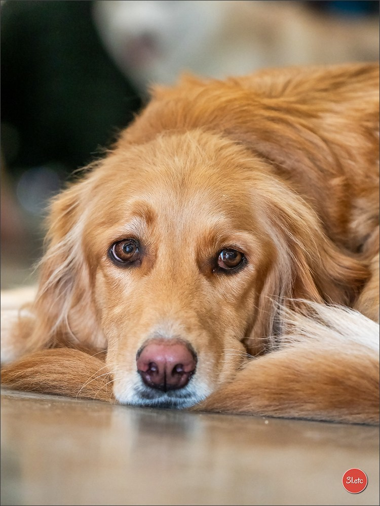 🇫🇷Exposition Canine Internationale de Perpignan. Photographe à Strasbourg | Portraits, Studio, Enfants, Événements