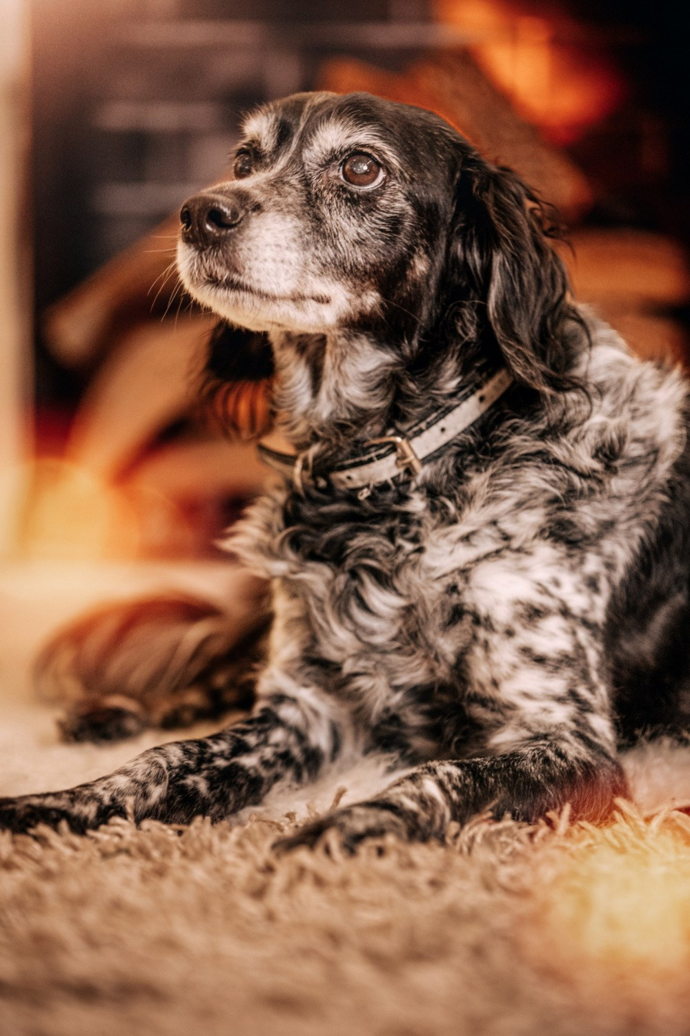 NOVOGODIŠNJA FOTOGRAFISANJA. Fotografi iz Backog Petrovca David i Andrea Stojanovic