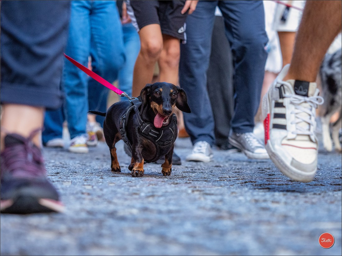 Teckels Parade Strasbourgeoise  Vous pouvez voir le galerie de photos. Photographe à Strasbourg | Portraits, Studio, Enfants, Événements
