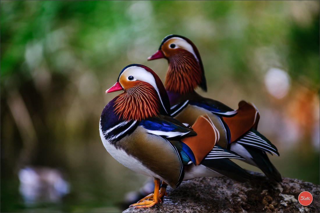 Photographie animalière. Photographe à Strasbourg | Portraits, Studio, Enfants, Événements