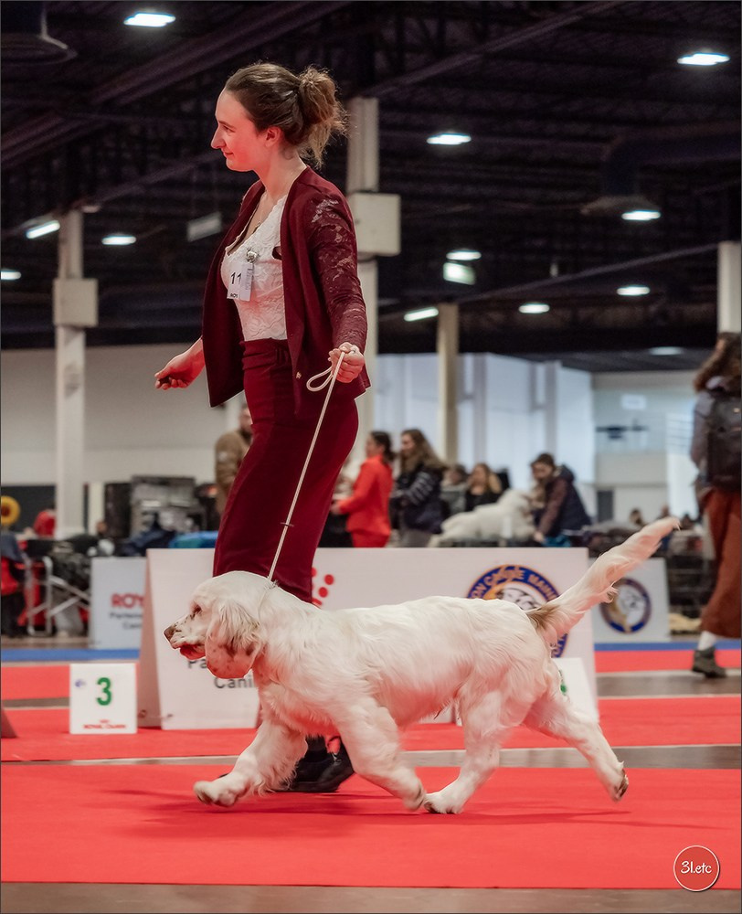Expo canine  🇫🇷  Angers  22-23/03/2025. Photographe à Strasbourg | Portraits, Studio, Enfants, Événements