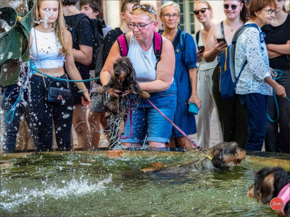 Teckels Parade Strasbourgeoise  Vous pouvez voir le galerie de photos. Photographe à Strasbourg | Portraits, Studio, Enfants, Événements