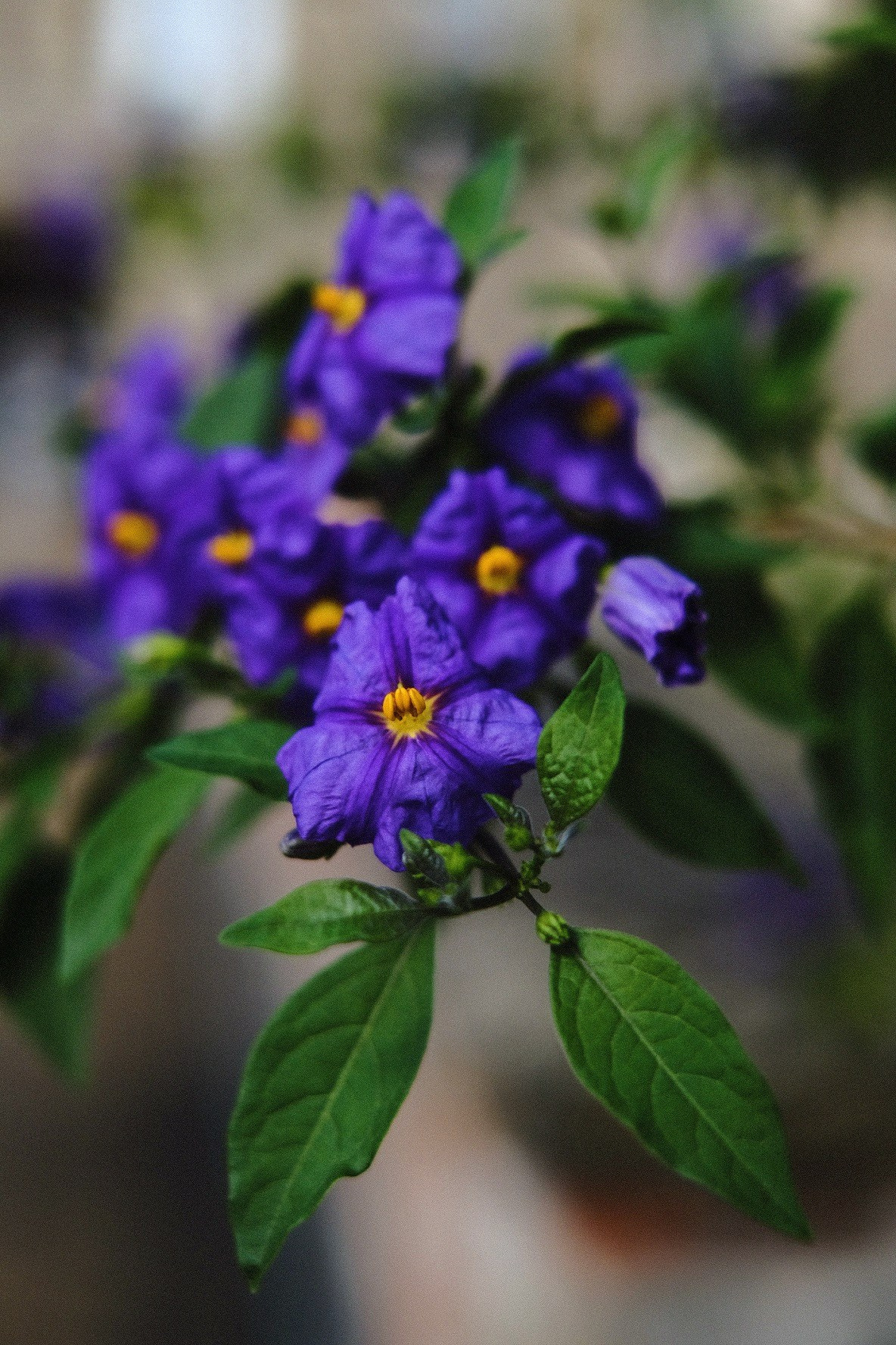 About me. Sasha Silver Photography