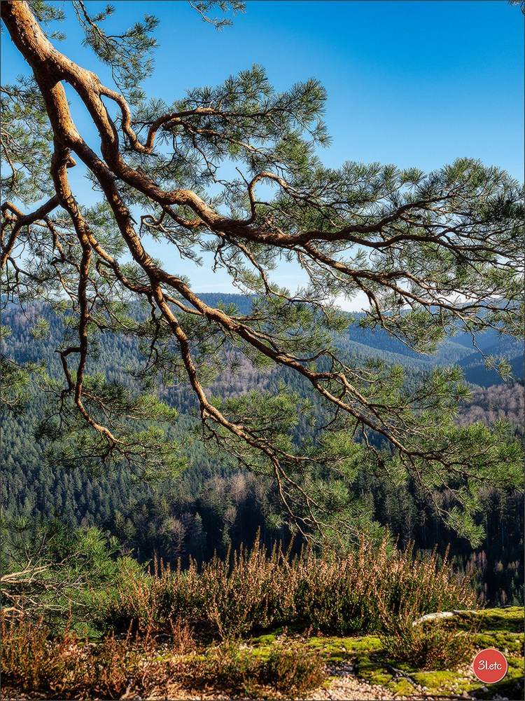 Une forêt, un rocher et un cimetière gallo-romain. Photographe à Strasbourg | Portraits, Studio, Enfants, Événements