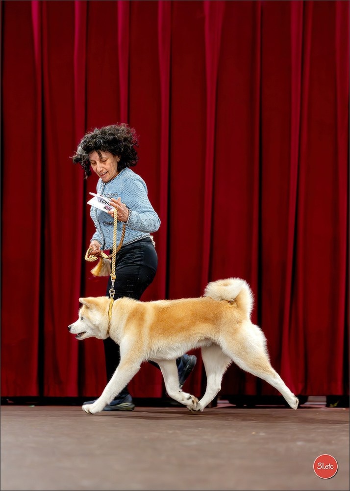 Expo canine 🇲🇨 Monaco 9-10/05/2026. Photographe à Strasbourg | Les animaux, Portraits, Studio, Événements
