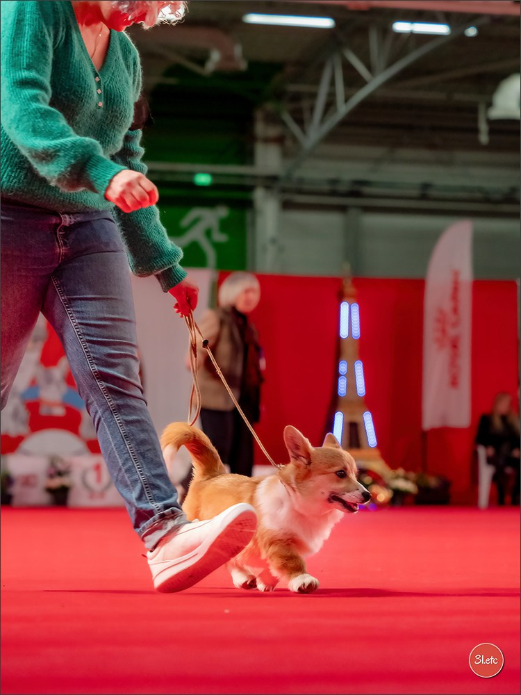 PDS  🇫🇷  Paris Dog Show  🇫🇷  Expo canine  10-11/01/2026. Photographe à Strasbourg | Portraits, Studio, Enfants, Événements