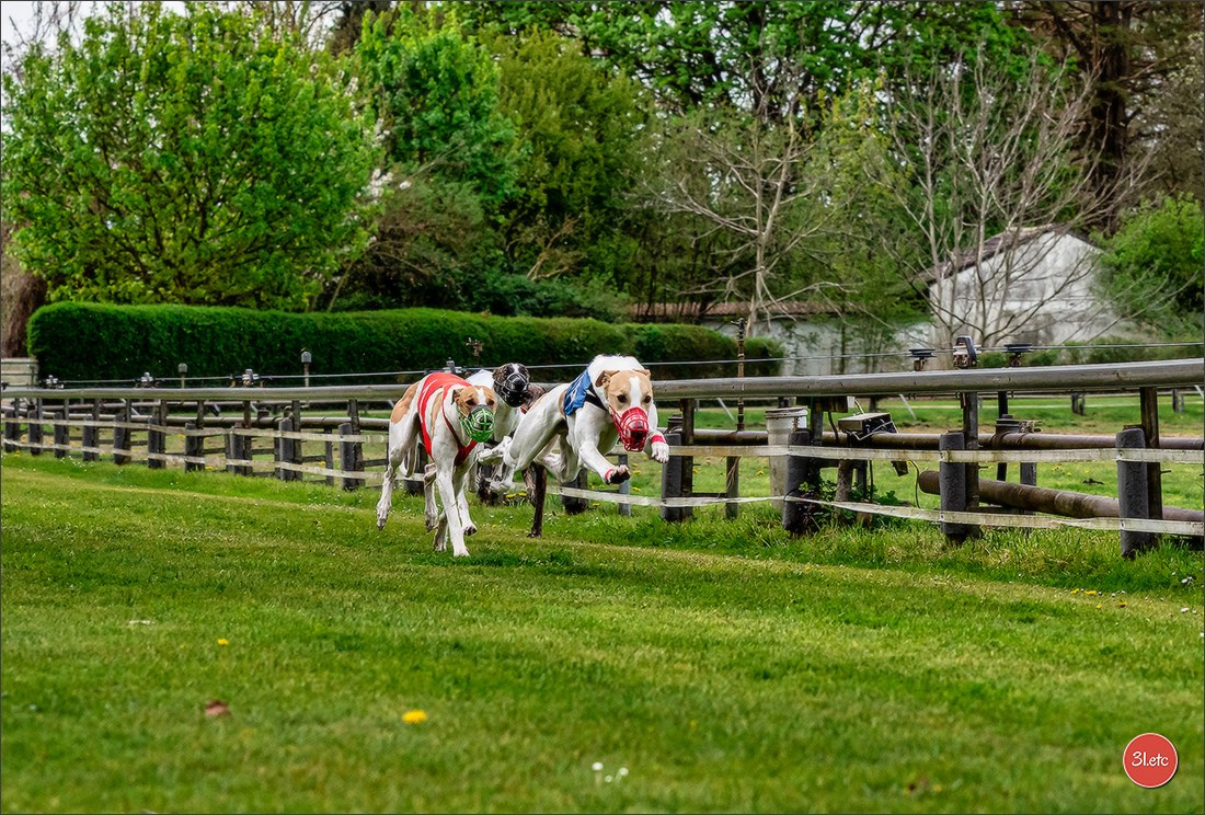 Der Windhund-Rennverein Kurpfalz e.V. (WRV-Kurpfalz) ist ein Windhundverein mit einer wunderschönen Anlage inklusive einer modernen Rasen-Re. Photographe à Strasbourg | Portraits, Studio, Enfants, Événements