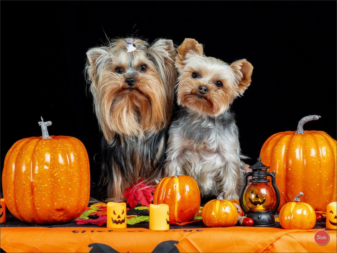 Séance photo d'Halloween dans un salon de toilettage https://pood-els.com/ à Strasbourg. Photographe à Strasbourg | Portraits, Studio, Enfants, Événements