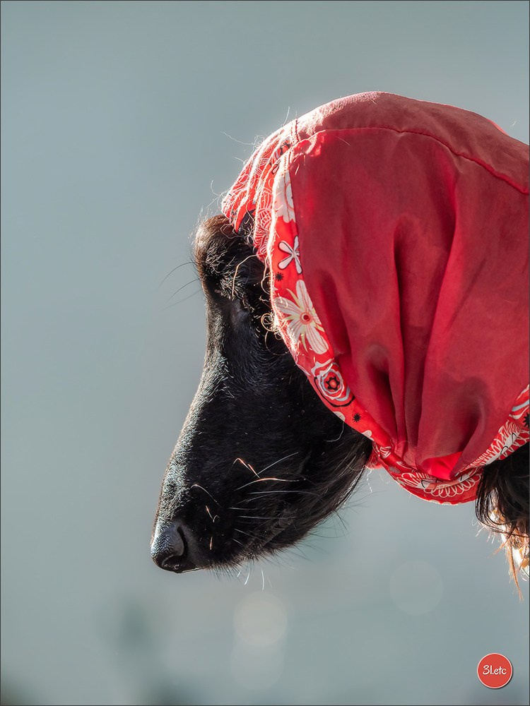 Dog Show  🇮🇹  San Marino. Photographe à Strasbourg | Portraits, Studio, Enfants, Événements