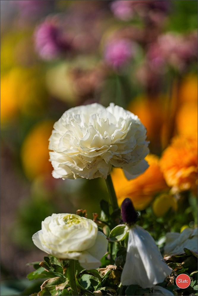 TEST ::: Sony Alpha 7 V (ILCE-7M5) 70-200mm f/2.8 GM II OSS. Photographe à Strasbourg | Portraits, Studio, Enfants, Événements