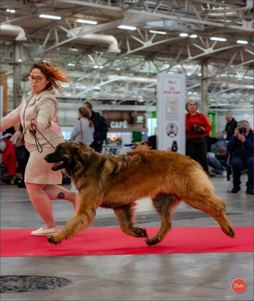 PDS  🇫🇷  Paris Dog Show  🇫🇷  Expo canine  10-11/01/2026. Photographe à Strasbourg | Portraits, Studio, Enfants, Événements