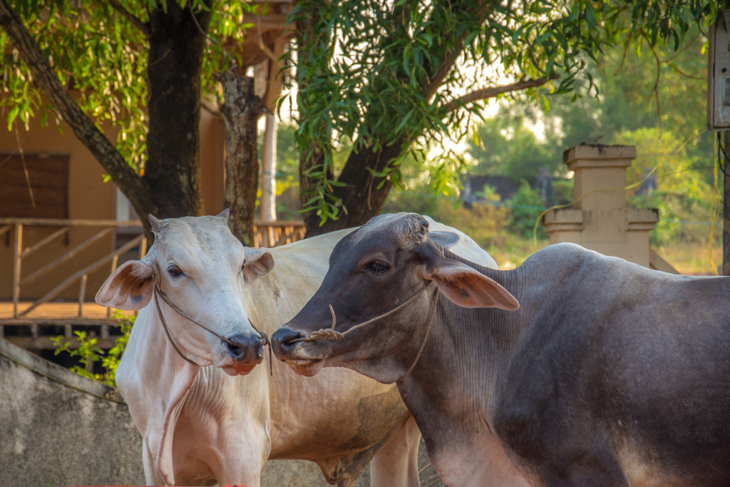 Cambodia. Bojana Žuža, photographer in Belgrade, Serbia