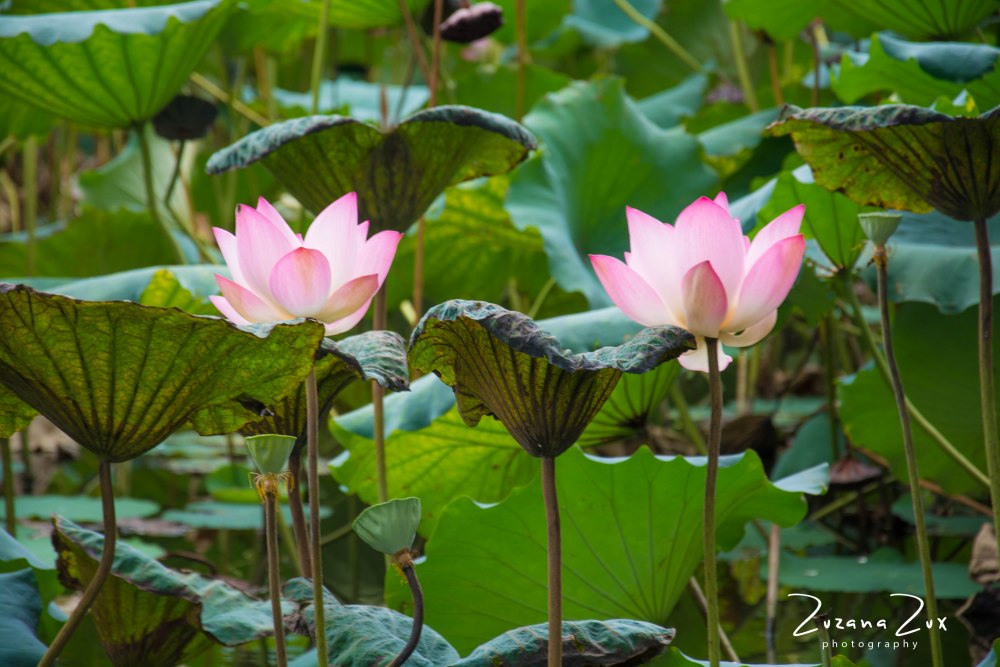 China. Bojana Žuža, photographer in Belgrade, Serbia