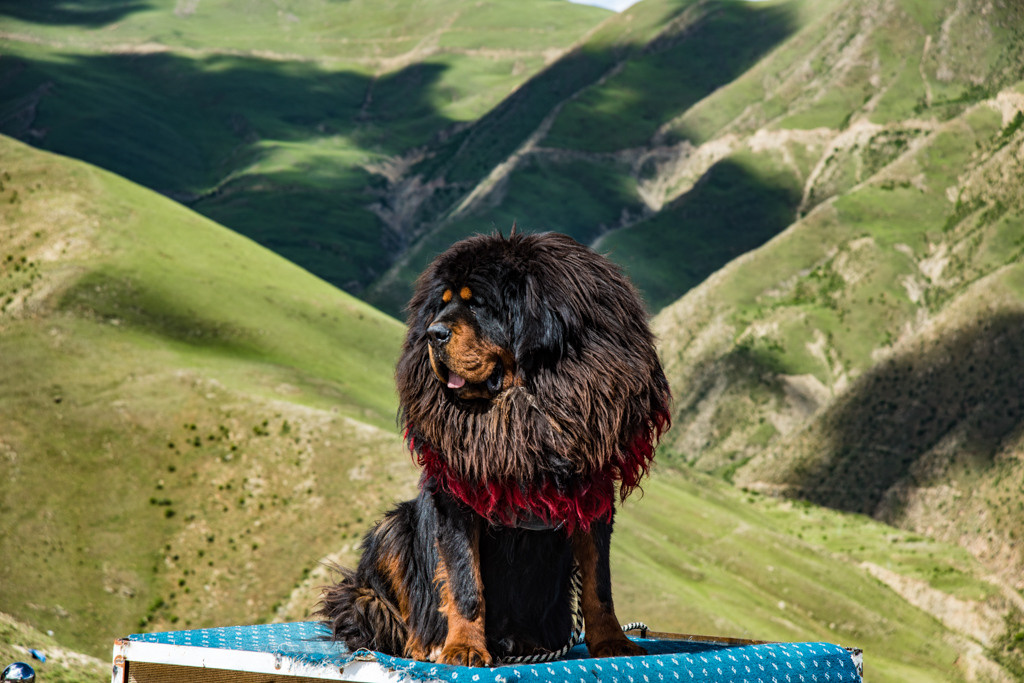 Himalayas and monasteries, Tibet. Bojana Žuža, photographer in Belgrade, Serbia