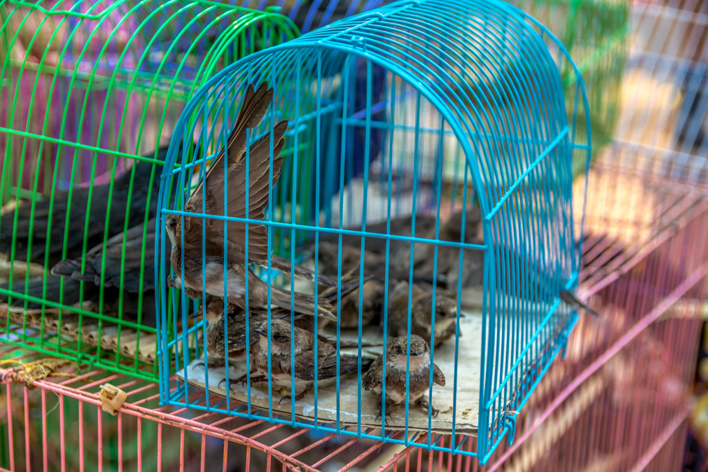 Cambodia. Bojana Žuža, photographer in Belgrade, Serbia