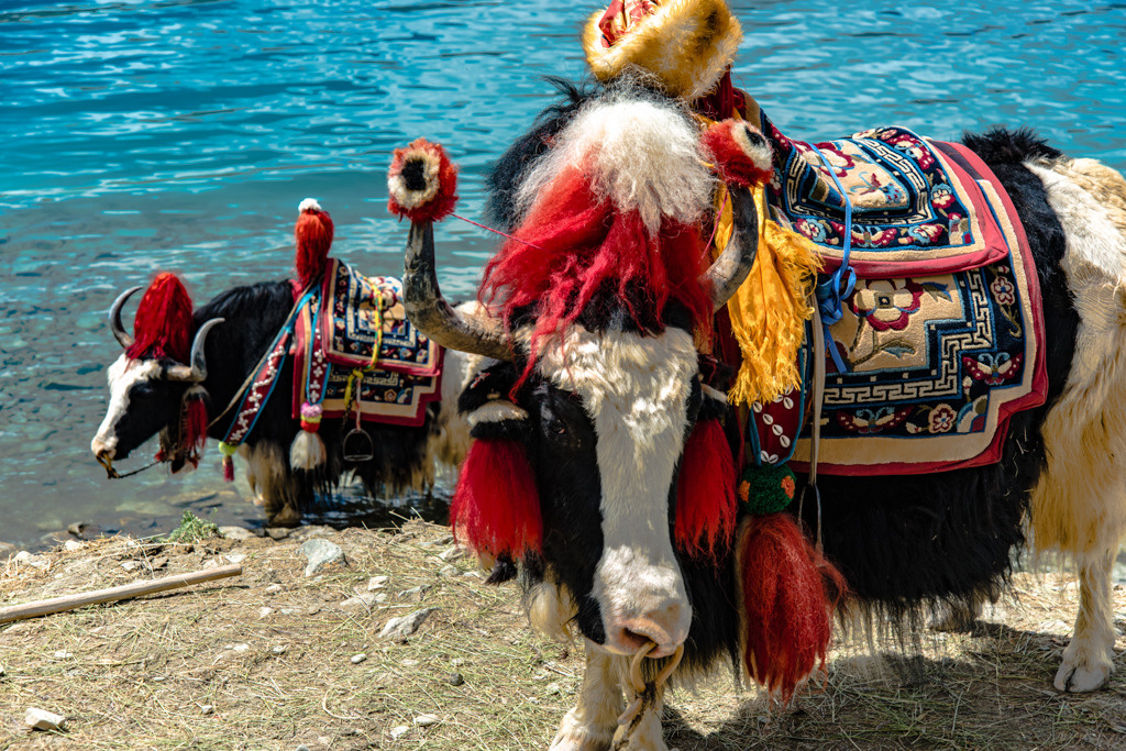 Himalayas and monasteries, Tibet. Bojana Žuža, photographer in Belgrade, Serbia