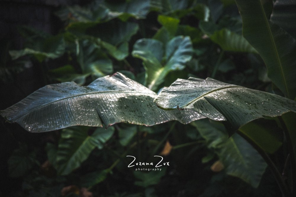 Indonesia. Bojana Žuža, photographer in Belgrade, Serbia