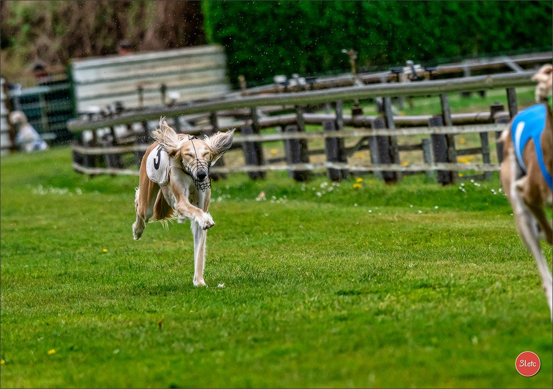 Der Windhund-Rennverein Kurpfalz e.V. (WRV-Kurpfalz) ist ein Windhundverein mit einer wunderschönen Anlage inklusive einer modernen Rasen-Re. Photographe à Strasbourg | Portraits, Studio, Enfants, Événements
